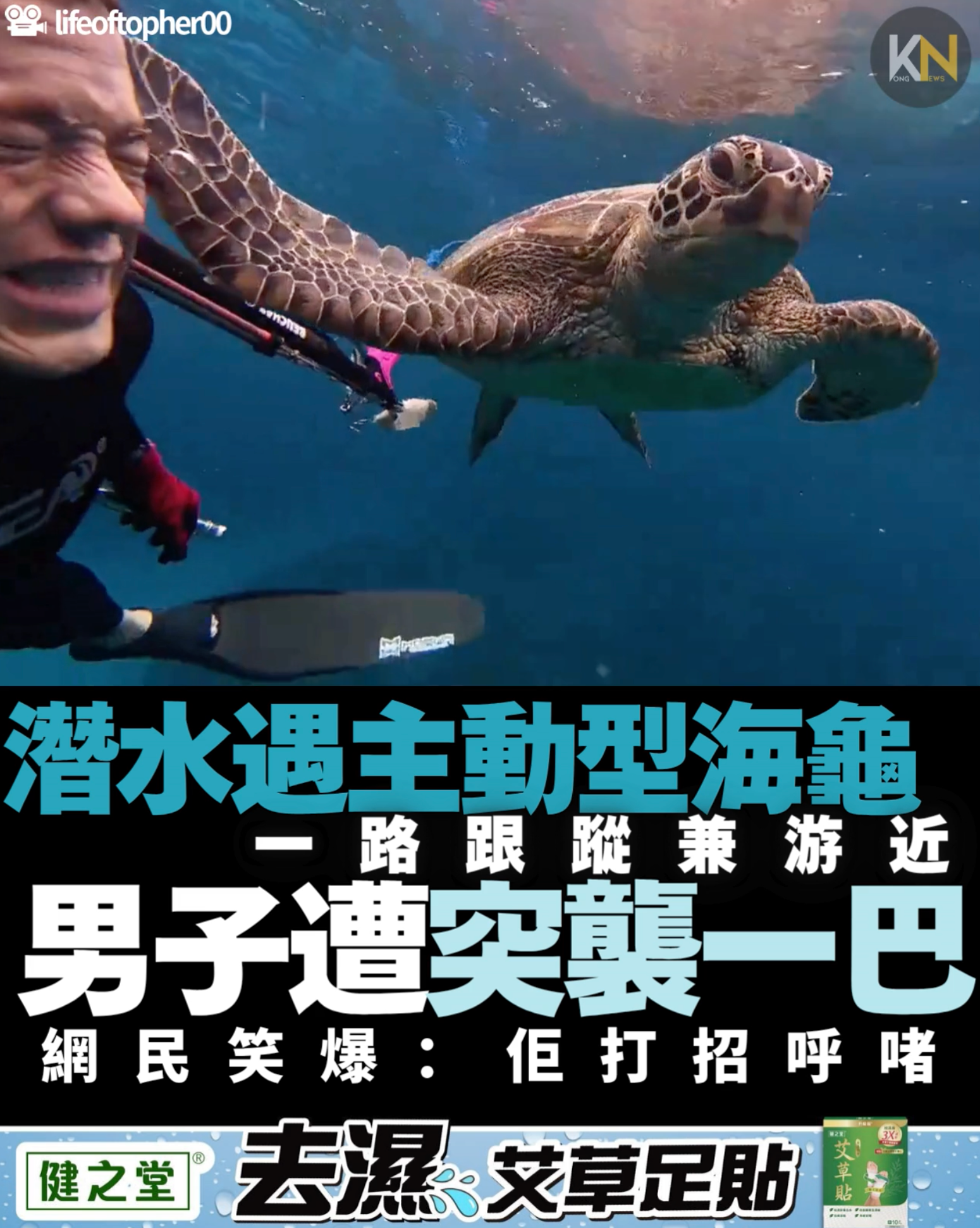 潛水遇主動型海龜 一路跟蹤兼游近 男子遭突襲一巴 網民笑爆：佢打招呼啫