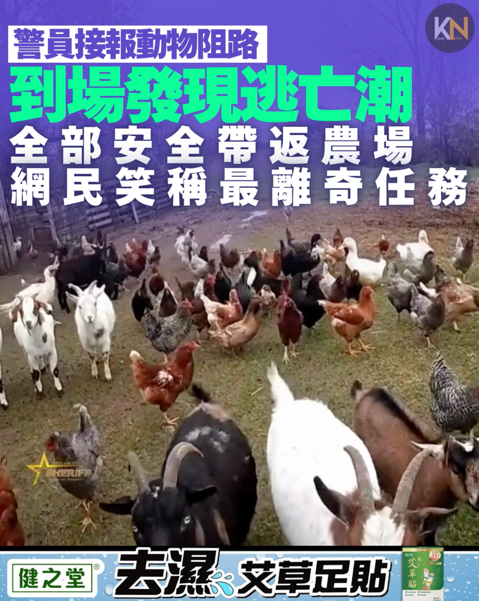 警員接報動物阻路 到場發現逃亡潮 全部安全帶返原位 網民笑稱最離奇任務