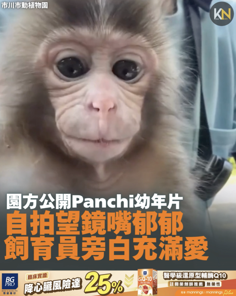 園方公開Panchi幼年片段 自拍望鏡嘴郁郁 飼育員旁白充滿愛