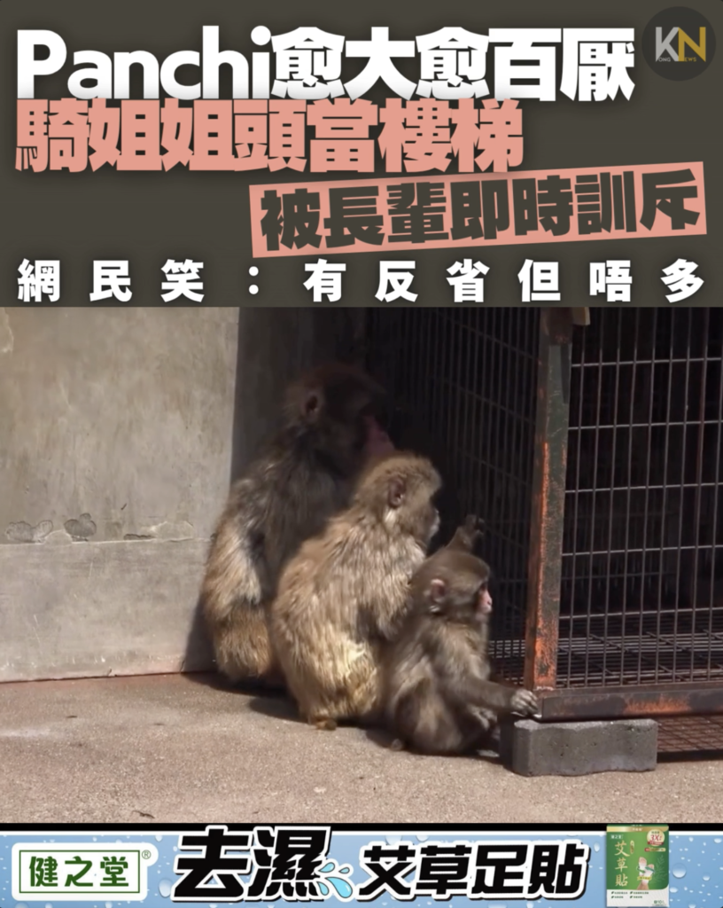 Panchi愈大愈百厭 騎姐姐頭當樓梯 被長輩即時訓斥 網民笑：有反省但唔多