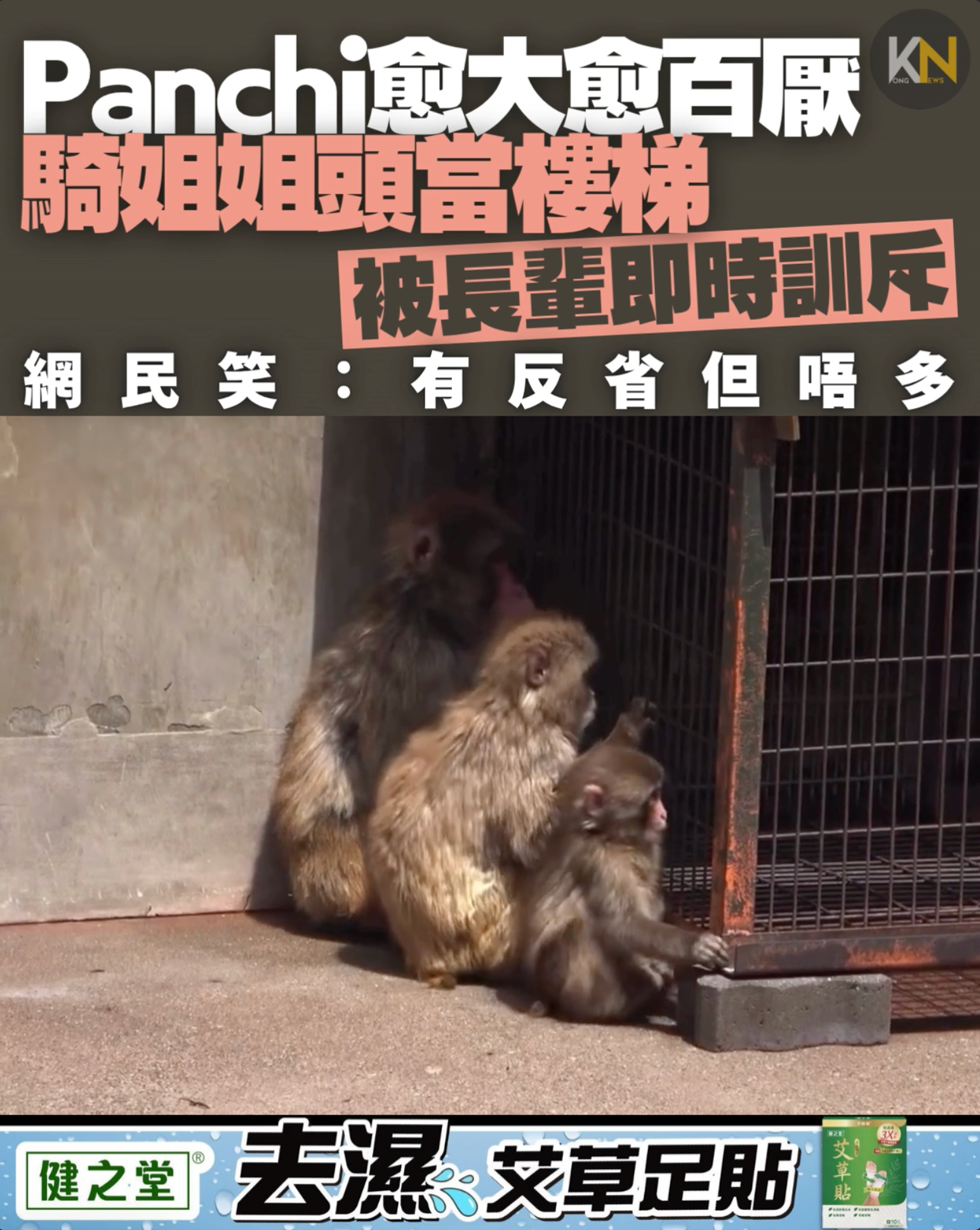 Panchi愈大愈百厭 騎姐姐頭當樓梯 被長輩即時訓斥 網民笑：有反省但唔多