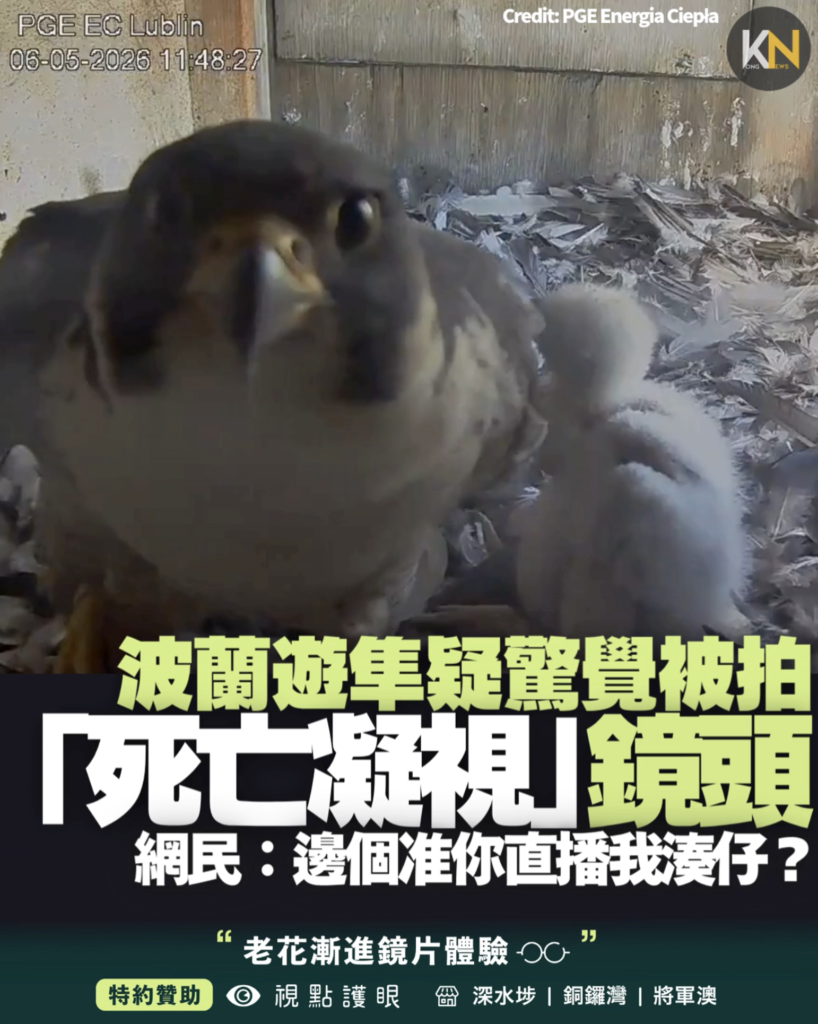 波蘭遊隼疑驚覺被拍 「死亡凝視」鏡頭 網民：邊個准你直播我湊仔？