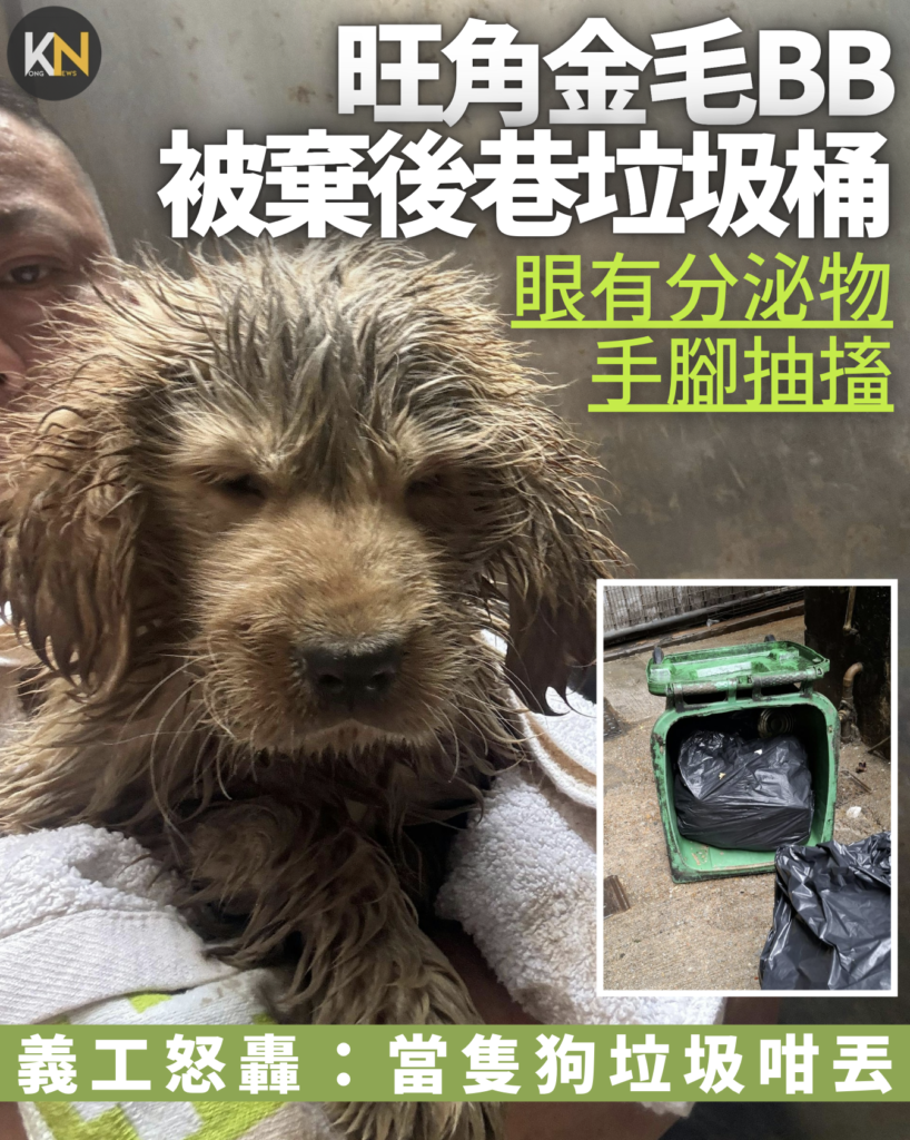 旺角金毛BB 被棄後巷垃圾桶 眼有分泌物手腳抽搐 義工：當隻狗垃圾咁丟