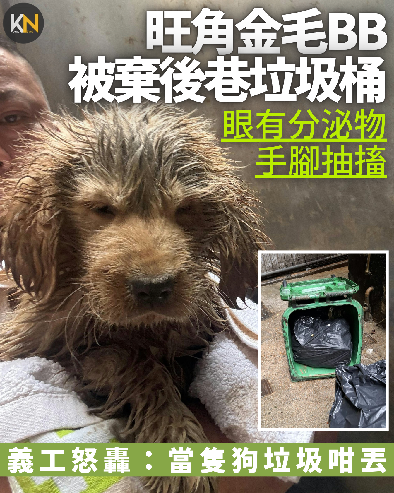旺角金毛BB 被棄後巷垃圾桶 眼有分泌物手腳抽搐 義工：當隻狗垃圾咁丟