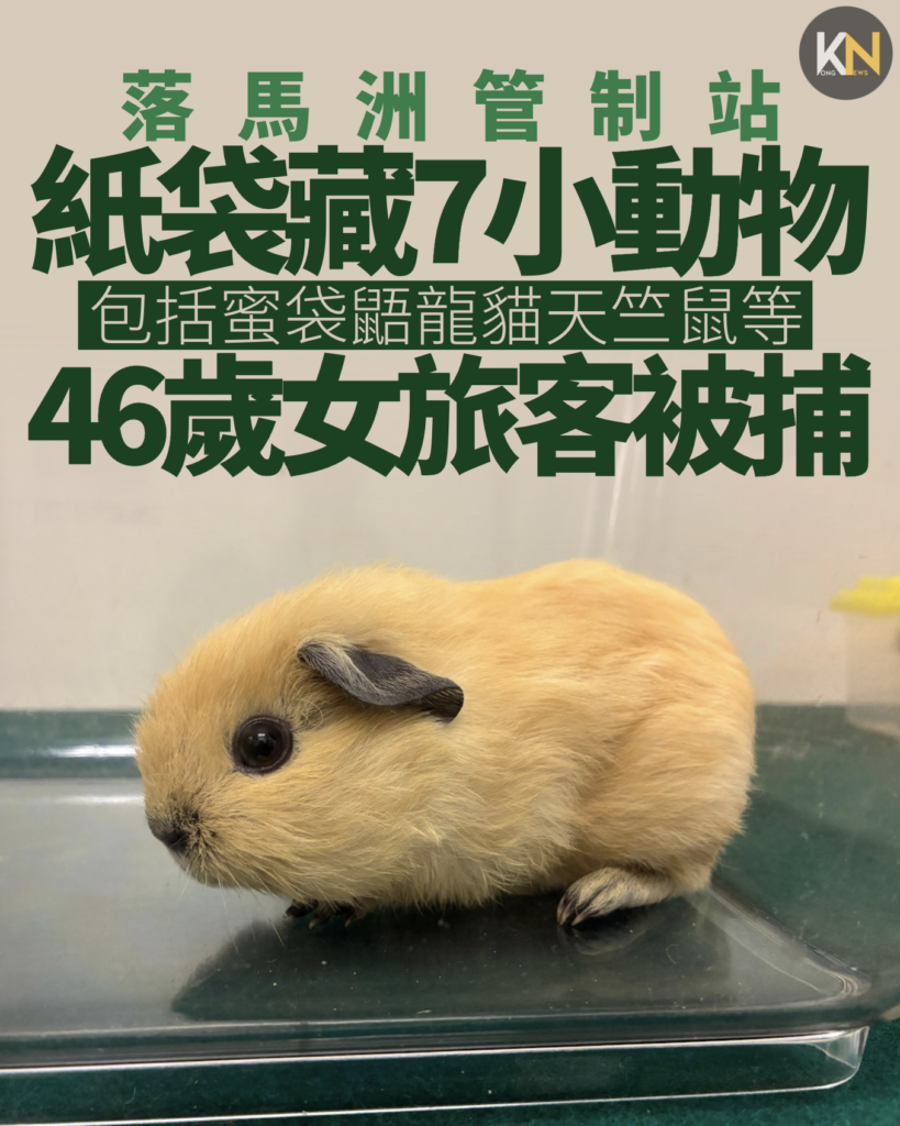 海關落馬洲管制站 紙袋藏7隻小動物 46歲女旅客被捕