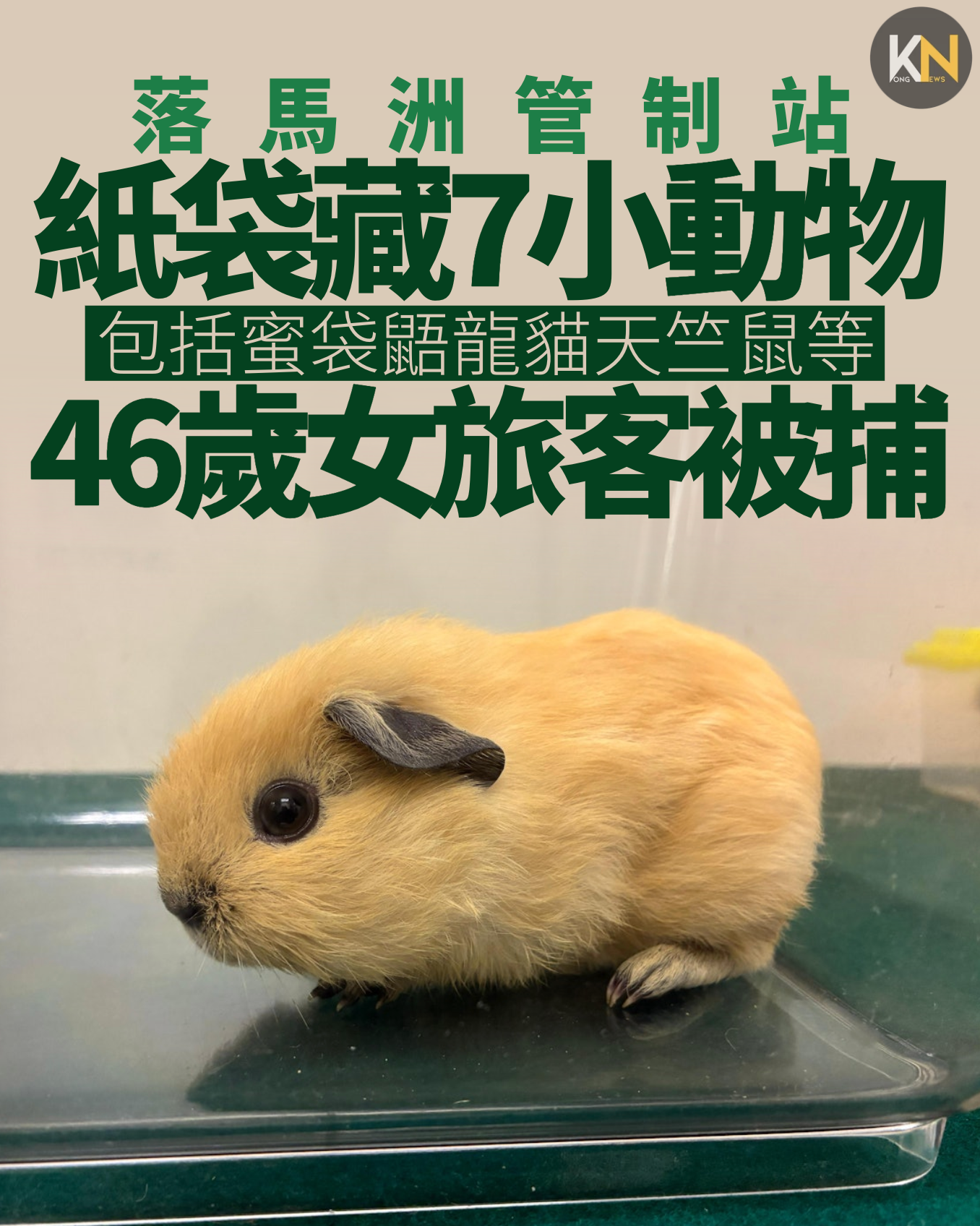 海關落馬洲管制站 紙袋藏7隻小動物 46歲女旅客被捕