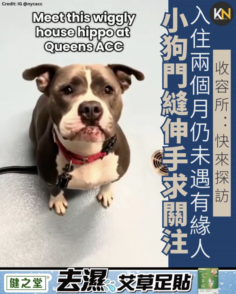 入住兩個月仍未遇有緣人 小狗門縫伸手求關注 收容所：快來探訪