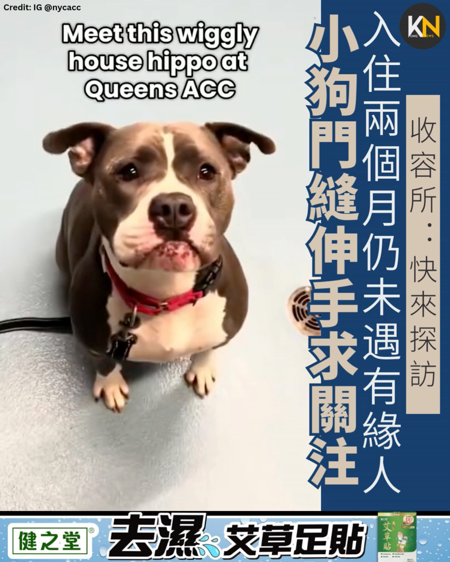 入住兩個月仍未遇有緣人 小狗門縫伸手求關注 收容所：快來探訪