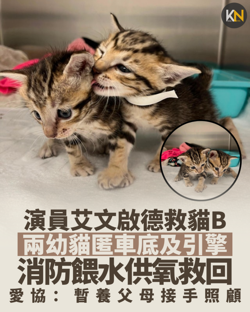 演員艾文啟德救貓B 兩幼貓匿車底及引擎 消防餵水供氧救回 愛協：暫養父母接手照顧