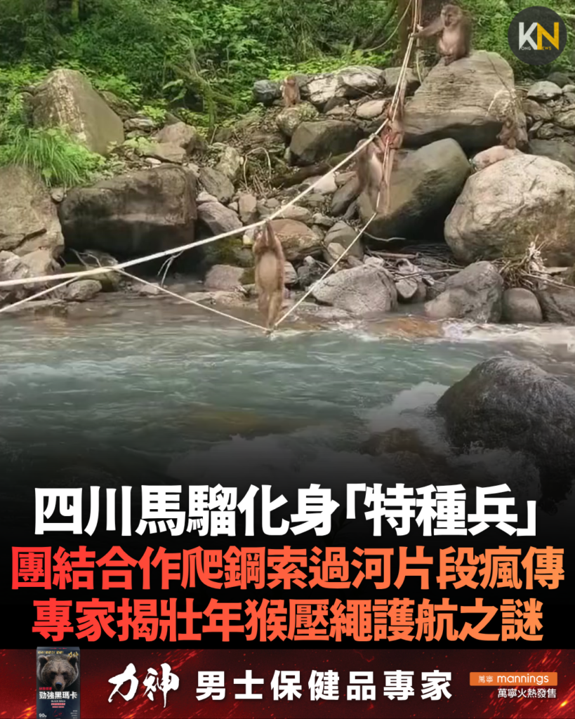 四川馬騮化身「特種兵」 團結合作爬鋼索過河片段瘋傳 專家揭壯年猴壓繩護航之謎