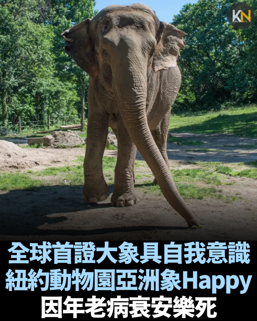 全球首證具自我意識 紐約動物園亞洲象Happy 因年老病衰安樂死